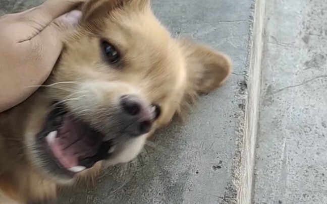Dog: Get lost! I’m sleepy!