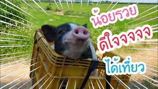 คลิปที่2 🐷น้องรวยเดินไปเดินมาจนเวียนหัวแล้วลูก555😇😇😂