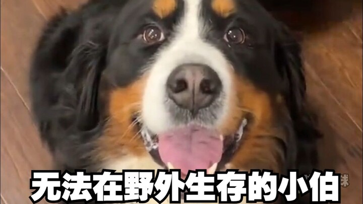 Alasan Anjing Bernese Milik Keluarga Saya Tidak Bisa Bertahan di Alam Liar (Versi Annie)