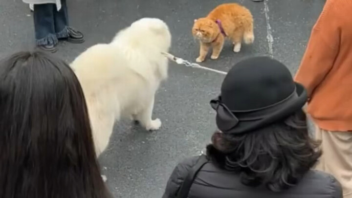 لا أستطيع! هذا مضحك جدًا!