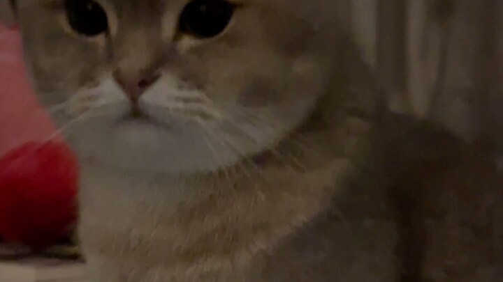 The creator finally agreed! So touching!