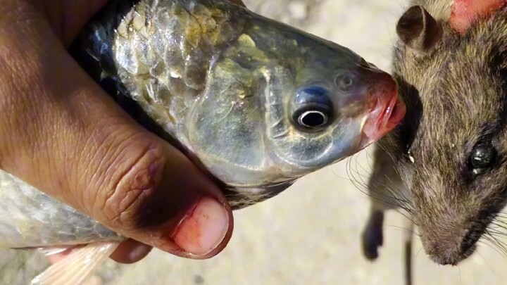 Dùng gan chuột tươi để câu cá, hiệu quả cực đỉnh!