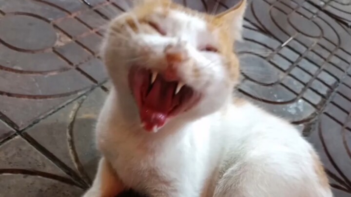Nghệ thuật mèo