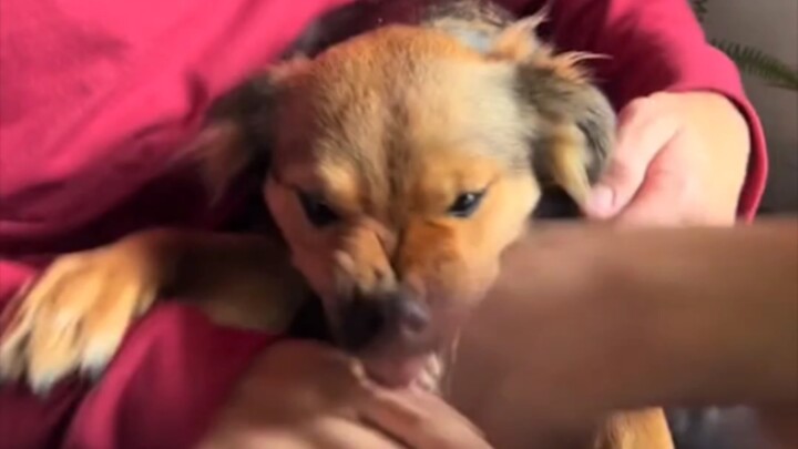 Tantangan anjing berpegangan tangan, tetapi versi gagal