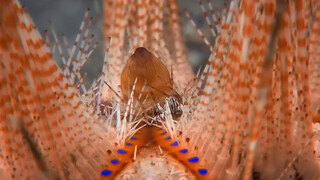 Why do crabs carry sea urchins?