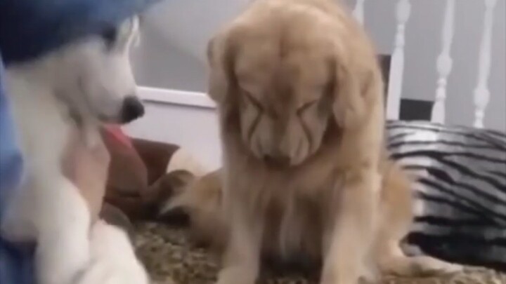 Jealousy has left the dog utterly disfigured.