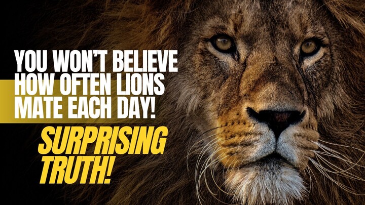 How Many Times Do Lions Mate a Day Surprising Truth!