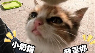 موو~ هناك قطة كبيرة تضايقني، هل يمكنك مساعدتي؟ دوشا: أمور صغيرة، تم حلها بالفعل!!