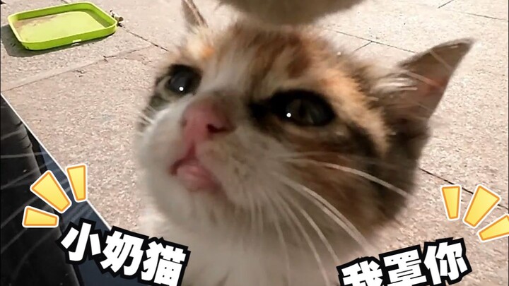 喵呜~有大猫欺负我，你能帮我吗？豆沙：小事情，搞定了！！