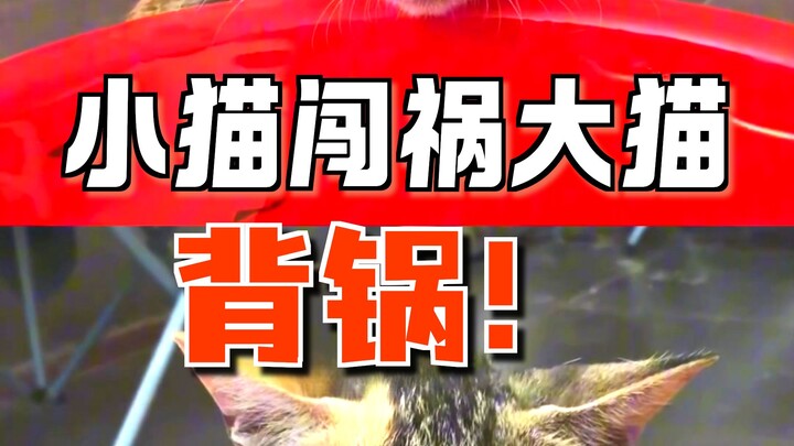 Kucing besar minum setengah hari, lalu bangun untuk lihat sisa isinya. Begitu lihat, langsung pingsa