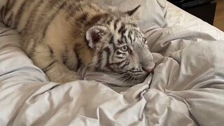 What should I do if my kitten likes to sneak attack?