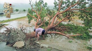 台风刮倒一棵老沉香树，58岁村民赶来收购，切开树木，内藏的沉香价值多少钱？【海南记忆】