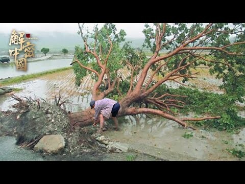 台风刮倒一棵老沉香树，58岁村民赶来收购，切开树木，内藏的沉香价值多少钱？【海南记忆】