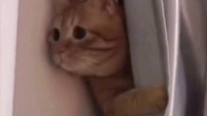 Meow Meow Gathering