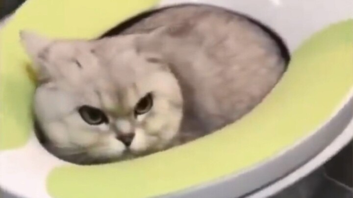 Anak kucing kecil ini perlu didisiplinkan!