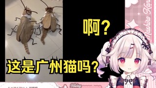 日本萝莉看《养猫可以冷门但不能邪门》当场绷不住