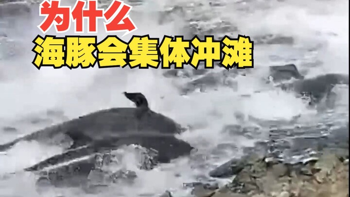 Why are dolphins beaching themselves in a mass? What’s going on here?