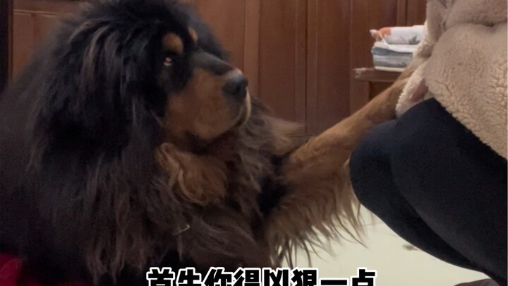 这玩意，咋当藏獒还得我教他