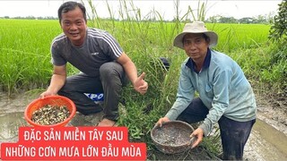Xúc cá rô non đầu mùa mưa khi nước trên ruộng lúa bị rút khô cạn