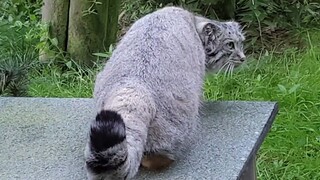 [Animal] What Kind of Sound Does a Pallas's Cat Makes?