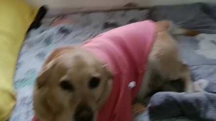 Chị dâu trông không giống người bản địa à?