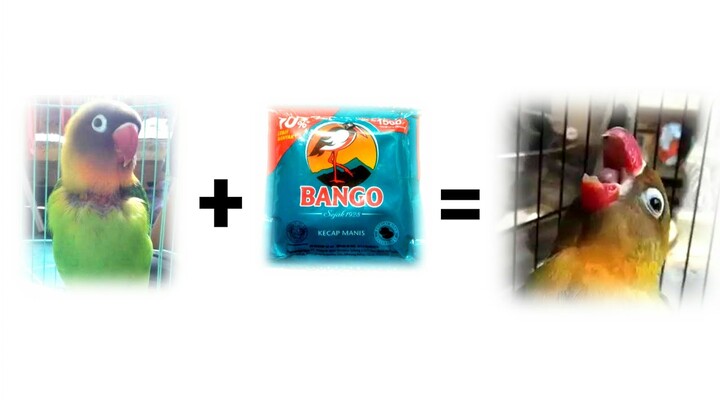 KECAP BANGO untuk SETTINGAN Lovebird Ngekek MANGAP