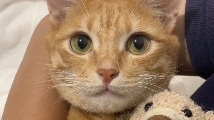 Đúng lúc tuyệt vọng nhất thì lại bắt gặp chú mèo biểu tượng nhất.