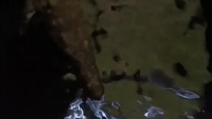 Stinky rat, taste our combo with the crocodile!