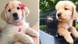 🤣🐶 Funny And Cute Golden Puppies Videos Compilation! | Cute Puppies