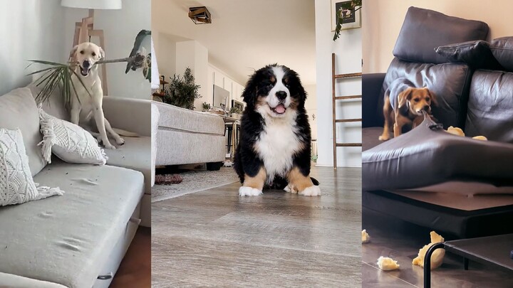 أحيانًا أشعر أن تربية الكلاب افتراضيًا عبر الإنترنت أمر جيد أيضًا.