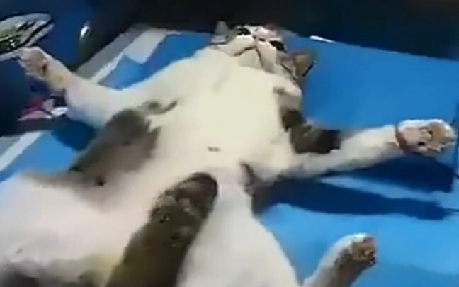 A cat’s tail is its final act of defiance.