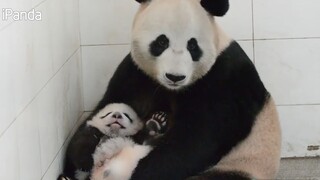 [Panda] คุณแม่แพนด้าเลียทำความสะอาดให้ลูกของเธอ