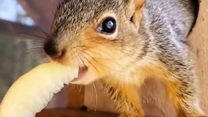 قطع الأشجار في القرية ترك السنجاب الصغير بلا مأوى، لكن أهل القرية أنقذوه وأطعموه حتى أصبح كالخنزير ا