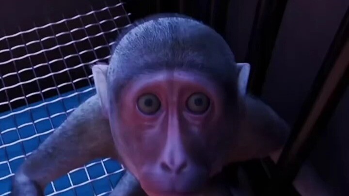 Eksperimen isolasi monyet