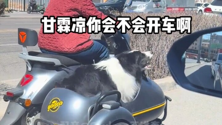 【مؤثرات صوتية للحيوانات】 غان لين ليانغ، هل تعرف القيادة أم لا؟