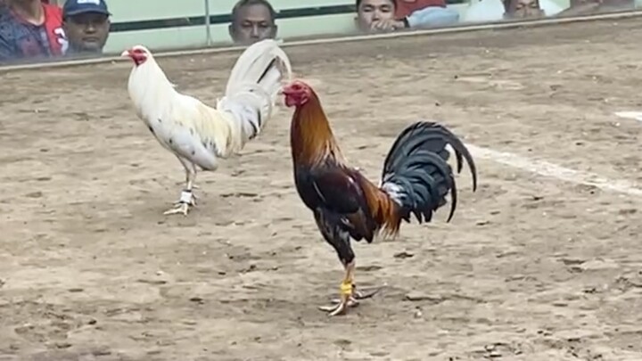 GOLDEN VS WHITE, 77K PARADA LUCENA VS SARIAYA LCA 2 HITS ULUTAN LAST FIGHT 1 ENTRY ONLY SABONG SKKLL