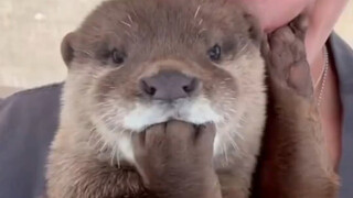 当最疼爱小水獭的饲养员休假后，它竟然这样了