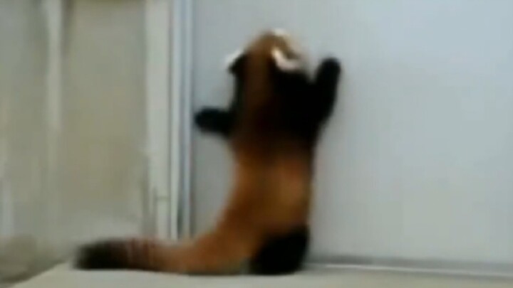 “The Leap of Ability”