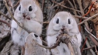 看了西伯利亚的小飞鼠，整个冬日变得可爱了起来