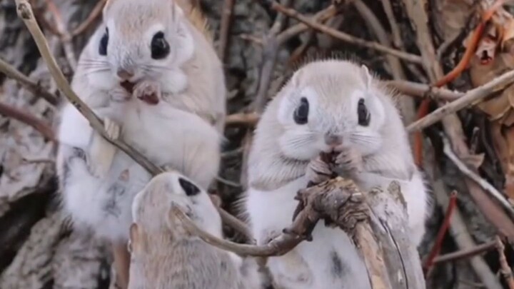 Xem sóc bay nhỏ ở Siberia, cả mùa đông bỗng trở nên đáng yêu hơn.