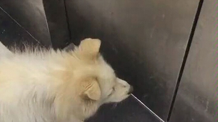 在电梯里遇到这种情况，千万别出去！