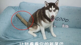 给哈士奇装上个“假尾巴”，会有什么神奇的反应？