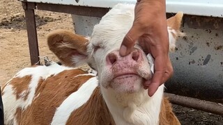 My nose was almost broken by breathing, and my dad gave the calf a one-stop service and successfully