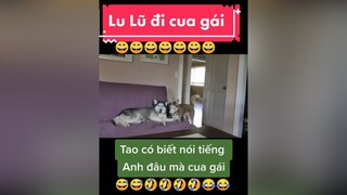 giaitri chócute#chómèohàihước  Lu Lũ đi cua gái