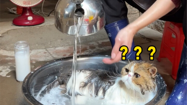 القط: هذا الاستعداد لا يبدو وكأنك عايز تحميني!