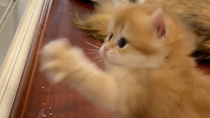 "It punched so fast that I only saw a shadow before I lost consciousness."