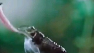 Frog: Did I freaking eat a helicopter?