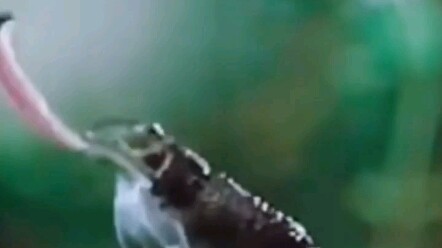 กบ: นี่ฉันกินเฮลิคอปเตอร์ไปได้ยังไงเนี่ย?