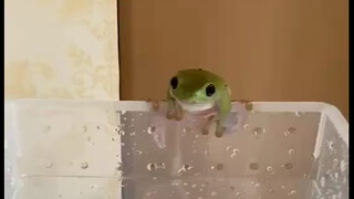 Seperti apa rupa katak pohon yang lucu setelah dibesarkan selama lebih dari setahun?
