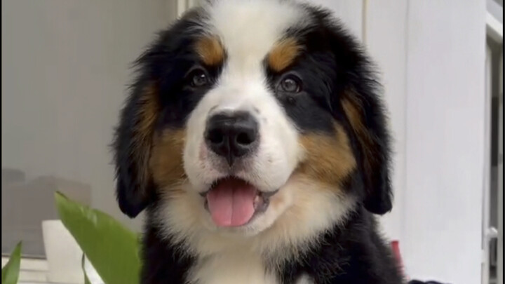 Sejarah evolusi Anjing Bernese Mountain
